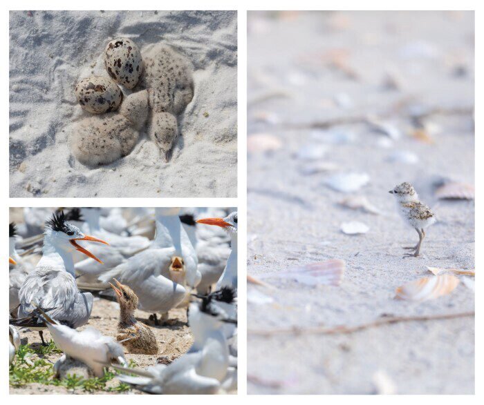 A collage of shorebirds.